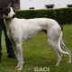 GUINEFORT-greyhound -M (8)