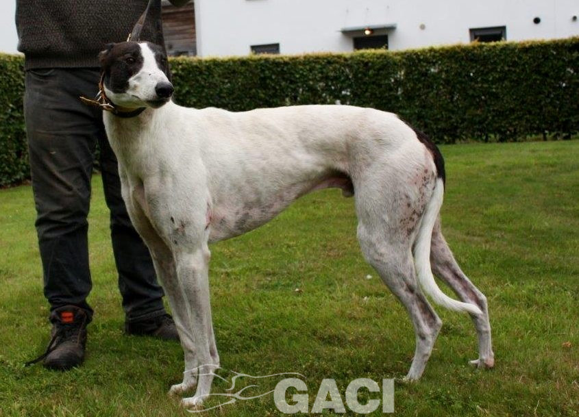 GUINEFORT-greyhound -M (8)