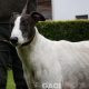 GUINEFORT-greyhound -M (9)
