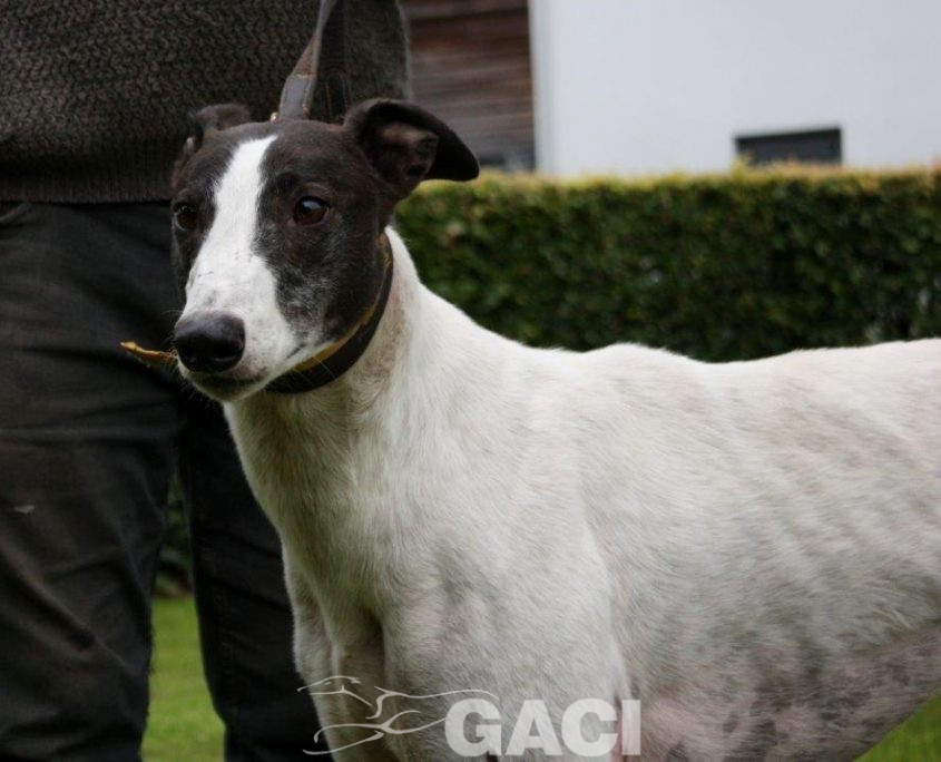 GUINEFORT-greyhound -M (9)