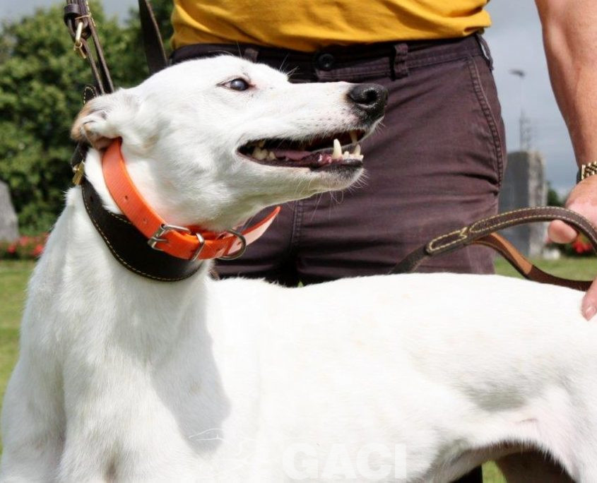 KIM-greyhound-F (1)