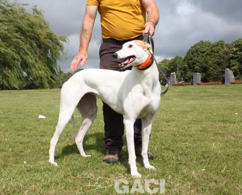 KIM-greyhound-F (10)