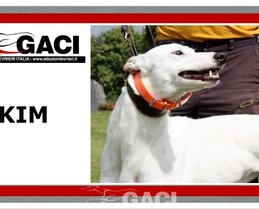 KIM-greyhound-F (11)