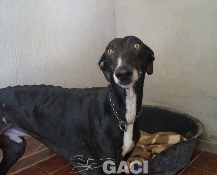 P200727_02 CESAR M2 941000022767711 (1)