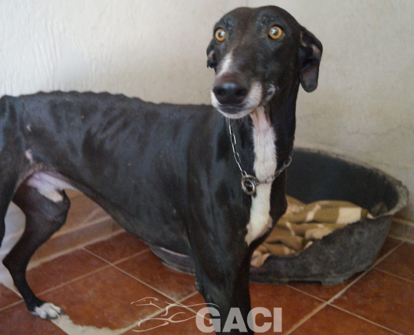 P200727_02 CESAR M2 941000022767711 (7)