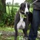 PERCIVAL-greyhound - M (1)