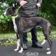 PERCIVAL-greyhound - M (10)