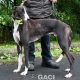 PERCIVAL-greyhound - M (2)