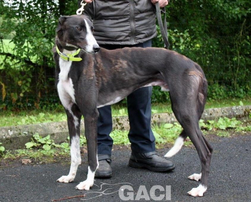 PERCIVAL-greyhound - M (2)