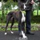 PERCIVAL-greyhound - M (3)