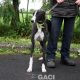 PERCIVAL-greyhound - M (4)