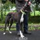 PERCIVAL-greyhound - M (5)