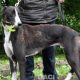 PERCIVAL-greyhound - M (6)
