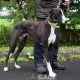 PERCIVAL-greyhound - M (7)