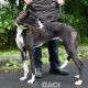 PERCIVAL-greyhound - M (8)