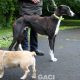PERCIVAL-greyhound - M (9)