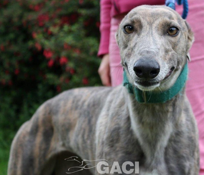 RILEY-greyhound -F (1)