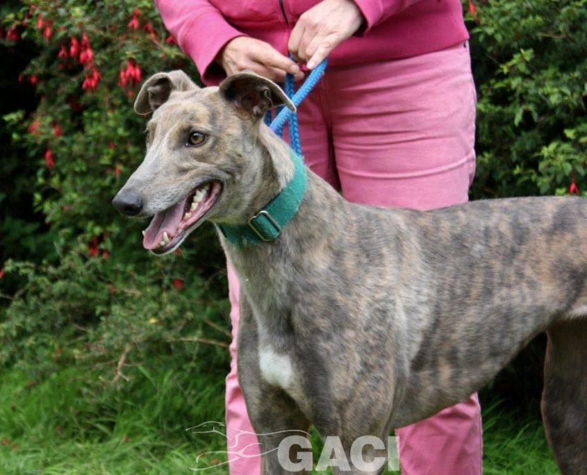 RILEY-greyhound -F (10)