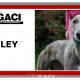 RILEY-greyhound -F (11)