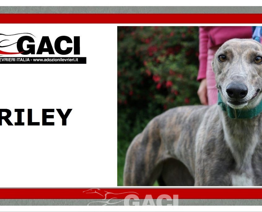 RILEY-greyhound -F (11)
