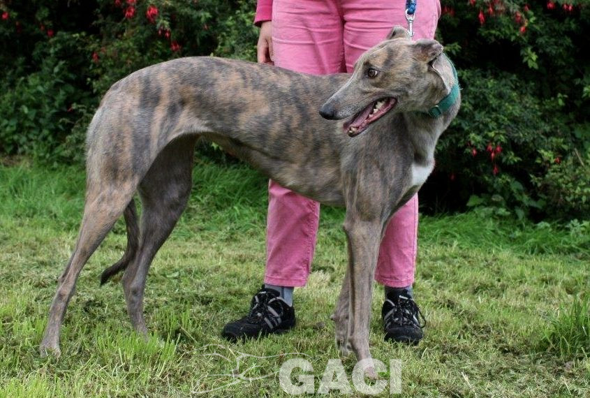 RILEY-greyhound -F (2)