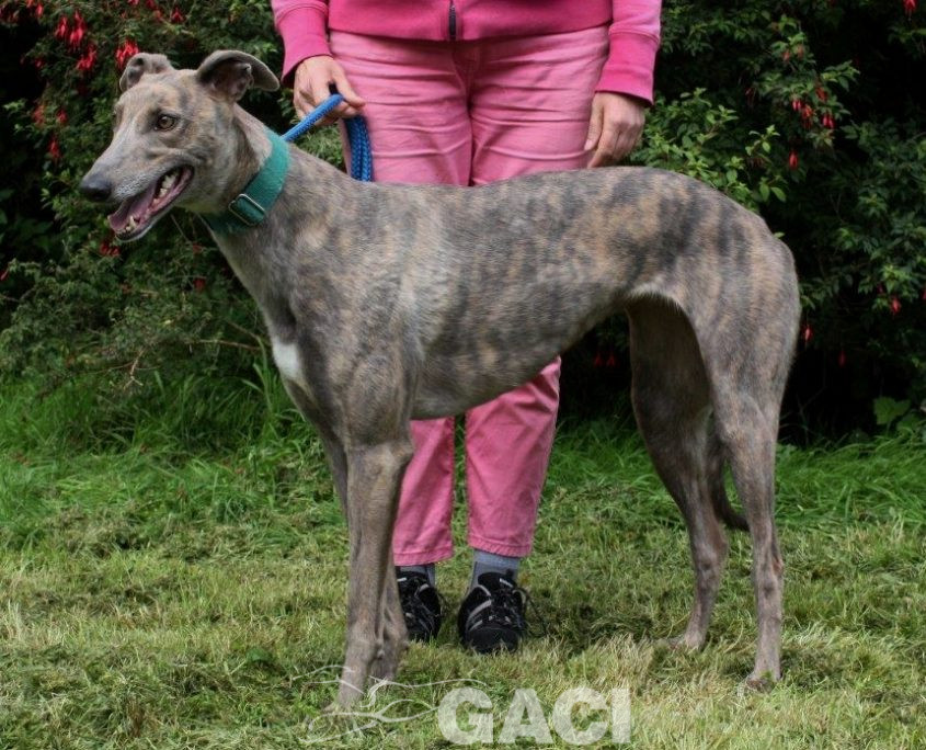 RILEY-greyhound -F (3)