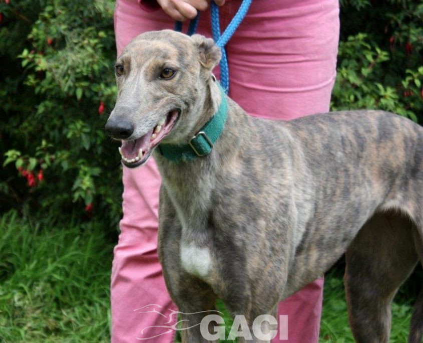 RILEY-greyhound -F (4)