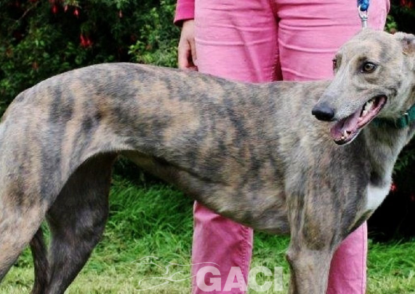 RILEY-greyhound -F (5)