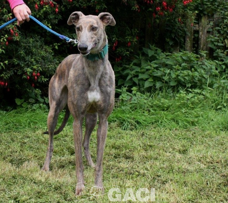 RILEY-greyhound -F (6)