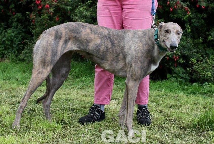 RILEY-greyhound -F (7)