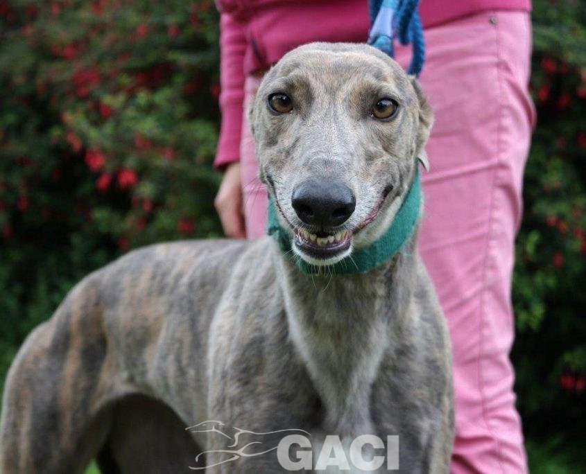 RILEY-greyhound -F (8)