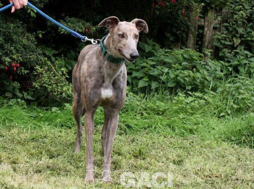 RILEY-greyhound -F (9)