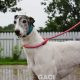 VESNA-greyhound - F (1)