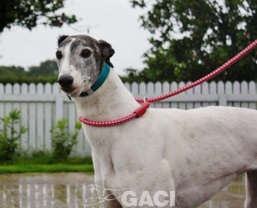 VESNA-greyhound - F (1)