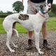 VESNA-greyhound - F (10)