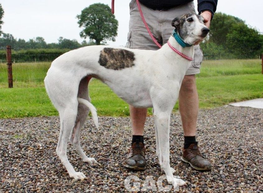 VESNA-greyhound - F (10)