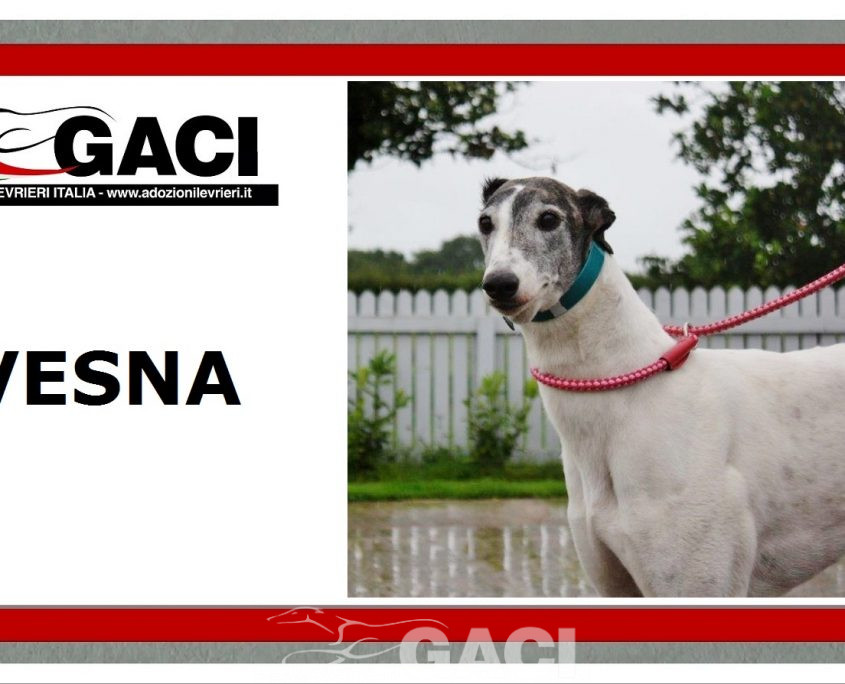 VESNA-greyhound - F (11)
