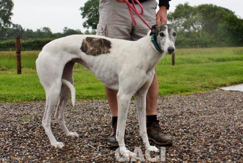 VESNA-greyhound - F (2)