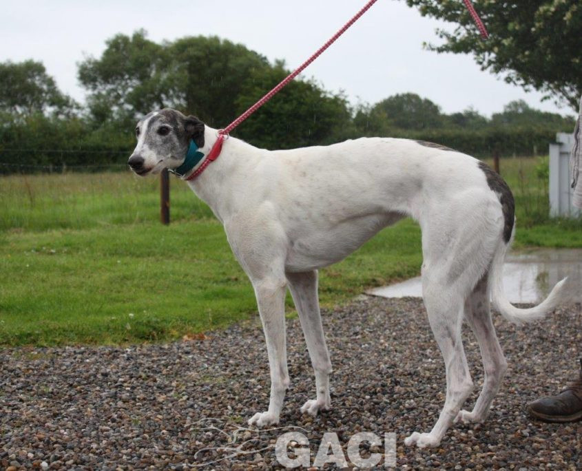 VESNA-greyhound - F (3)