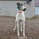 VESNA-greyhound - F (4)