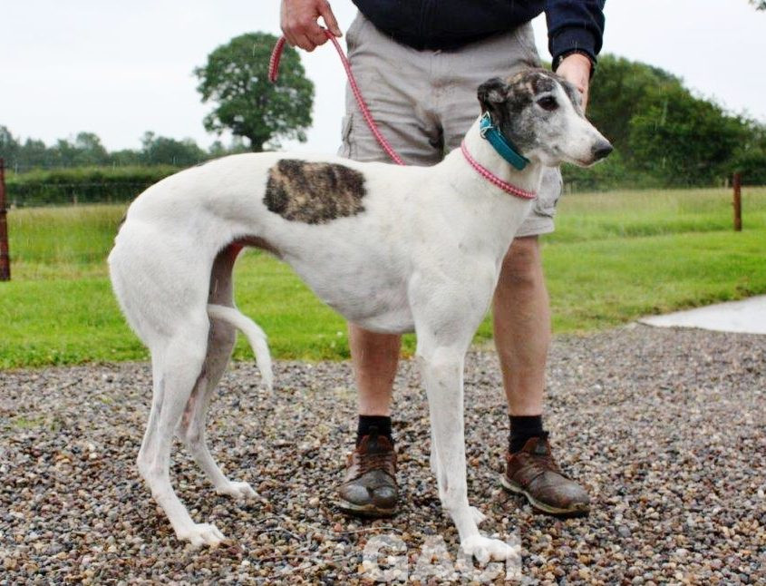 VESNA-greyhound - F (5)