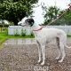 VESNA-greyhound - F (6)