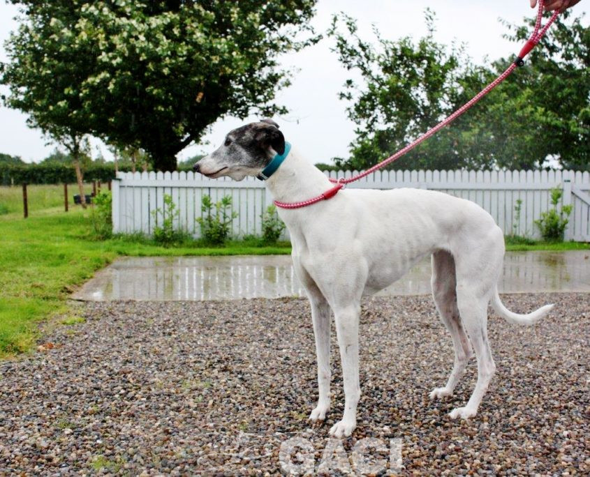 VESNA-greyhound - F (6)