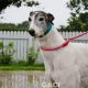 VESNA-greyhound - F (7)