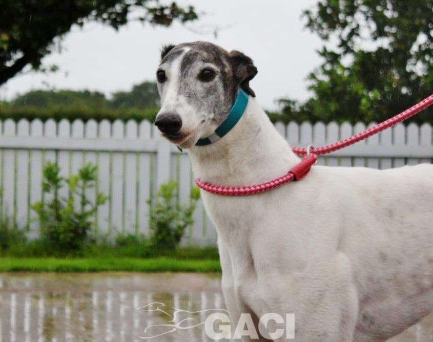 VESNA-greyhound - F (7)