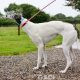 VESNA-greyhound - F (8)