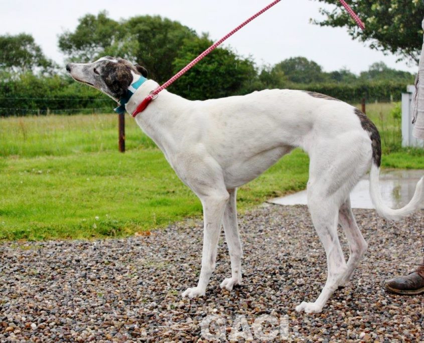 VESNA-greyhound - F (8)