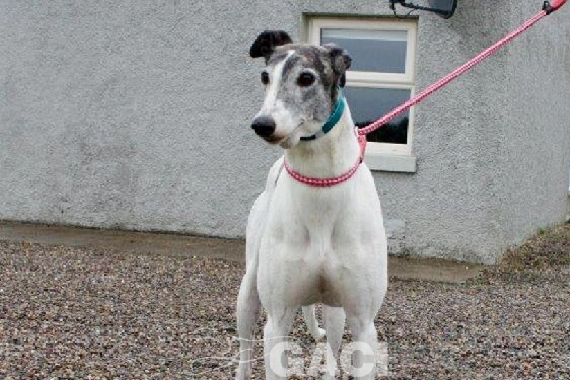 VESNA-greyhound - F (9)