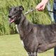 VICKY-greyhound - F (1)