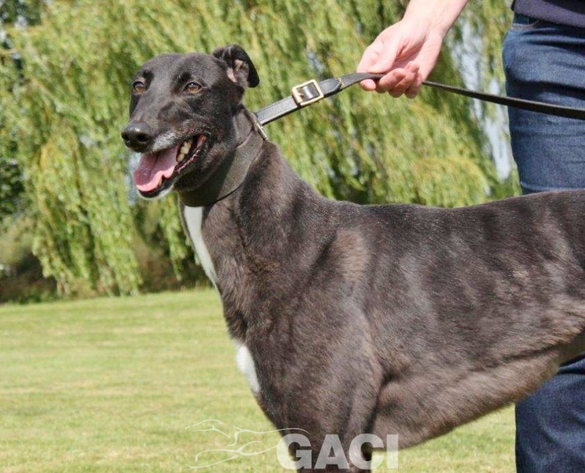VICKY-greyhound - F (1)